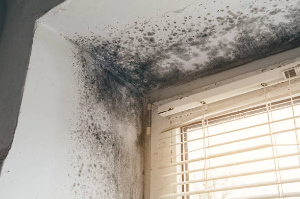 Affordable Mold Cleanup solutions in Hudson, CO